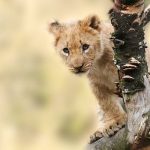 lion-animal-nature-predator-40835.jpeg